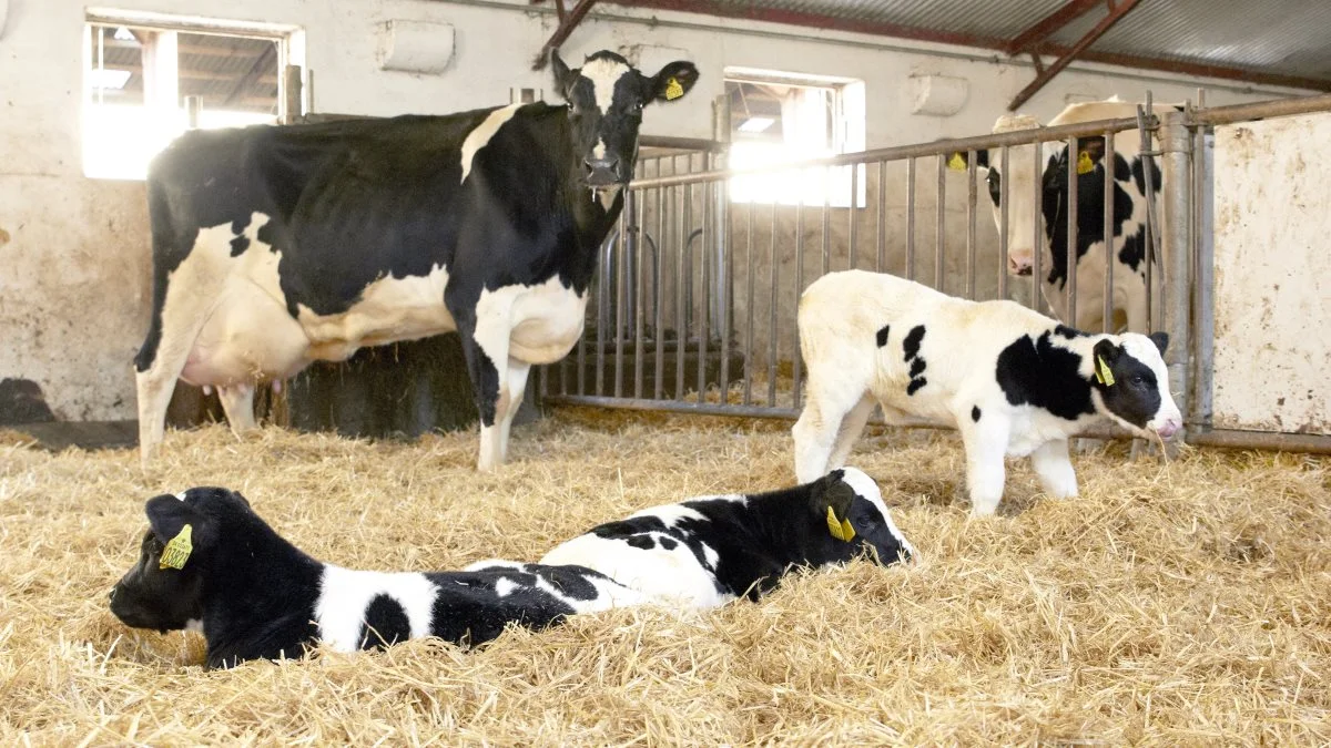 Sådan så det ud i 2019, hvor mælkeproducent Bjørn Borup havde en ko, som fik trillinger. Arkivfoto: Tenna Bang