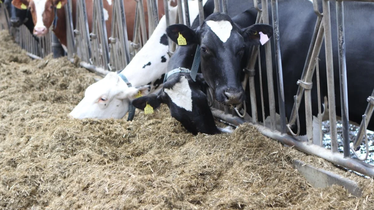 Majsensilage udgør omkring en tredjedel af rationen hos de konventionelle bedrifter, mens græsset fylder mest hos økologerne. Arkivfoto: Christian Carus