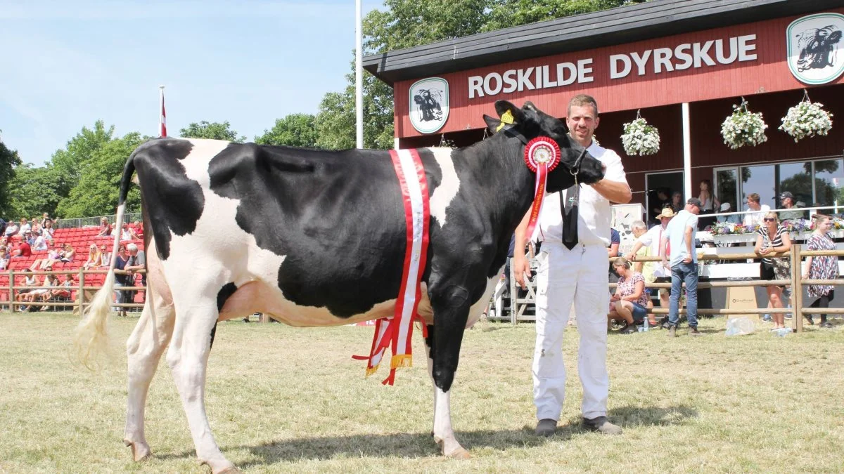 Karsten Andersen med holstein-koen fra Tøvestensgaarden ved Slagelse, der vandt den prestigefyldte titel som Miss Sjælland. Fotos: Jesper Hallgren