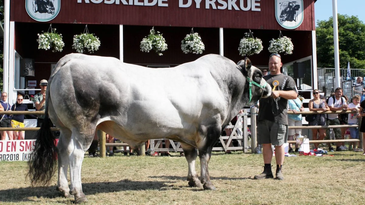 Jan Andersen med piemontese-tyren Haralblåtand, der – ligesom i 2016 – blev kåret som bedste handyr indenfor kødkvæg. Fotos: Jesper Hallgren
05-25-ua (ugeavis-mappen)
