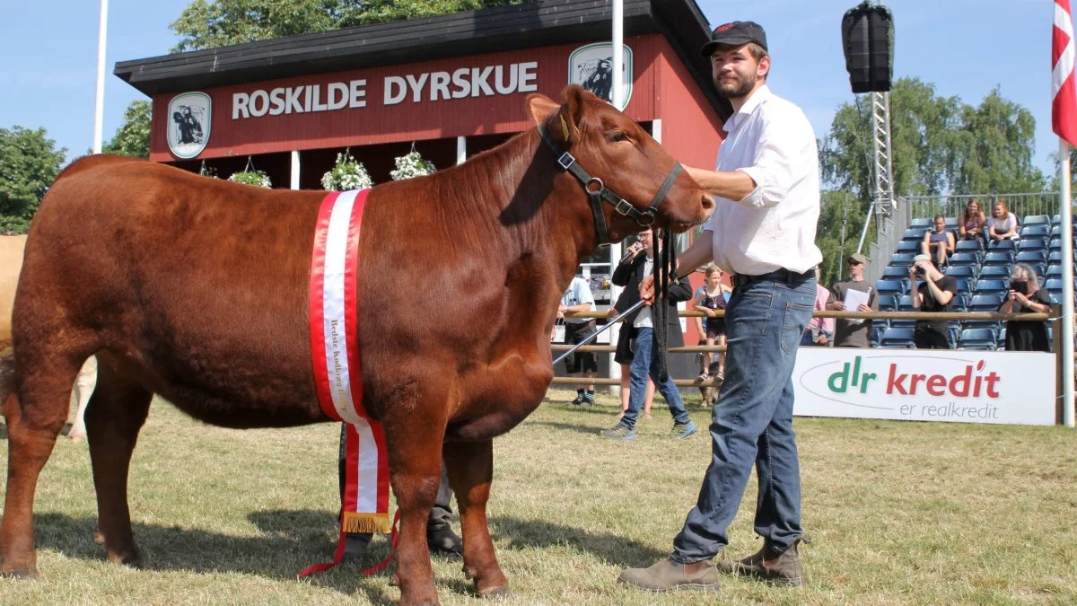 Mads Lindemann med bedste hundyr indenfor kødkvæg, Aberdeen angus-kvien ML Red Pride 1938’17 fra Steffen Albrektsen på Møn. 