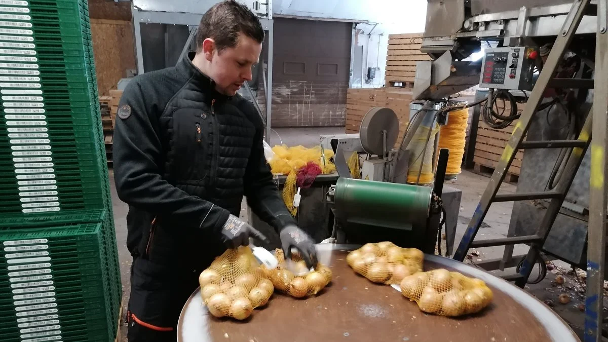 Martin Knudsen har en travl hverdag uanset vejret. Er det regn og rusk, er der altid løg, der skal sorteres og pakkes.