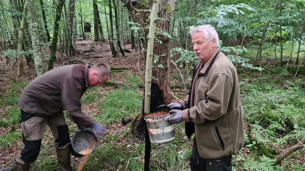 Ved foderpladserne i Sønderjylland bliver der både gravet majs i jorden, ligesom der også bliver klistret tjære på træer, hvilket lokker mulige vildsvin til. Her er Klaus Sloth og Morten Hansen fra Naturstyrelsen i gang.  Fotos: Henning Andersen