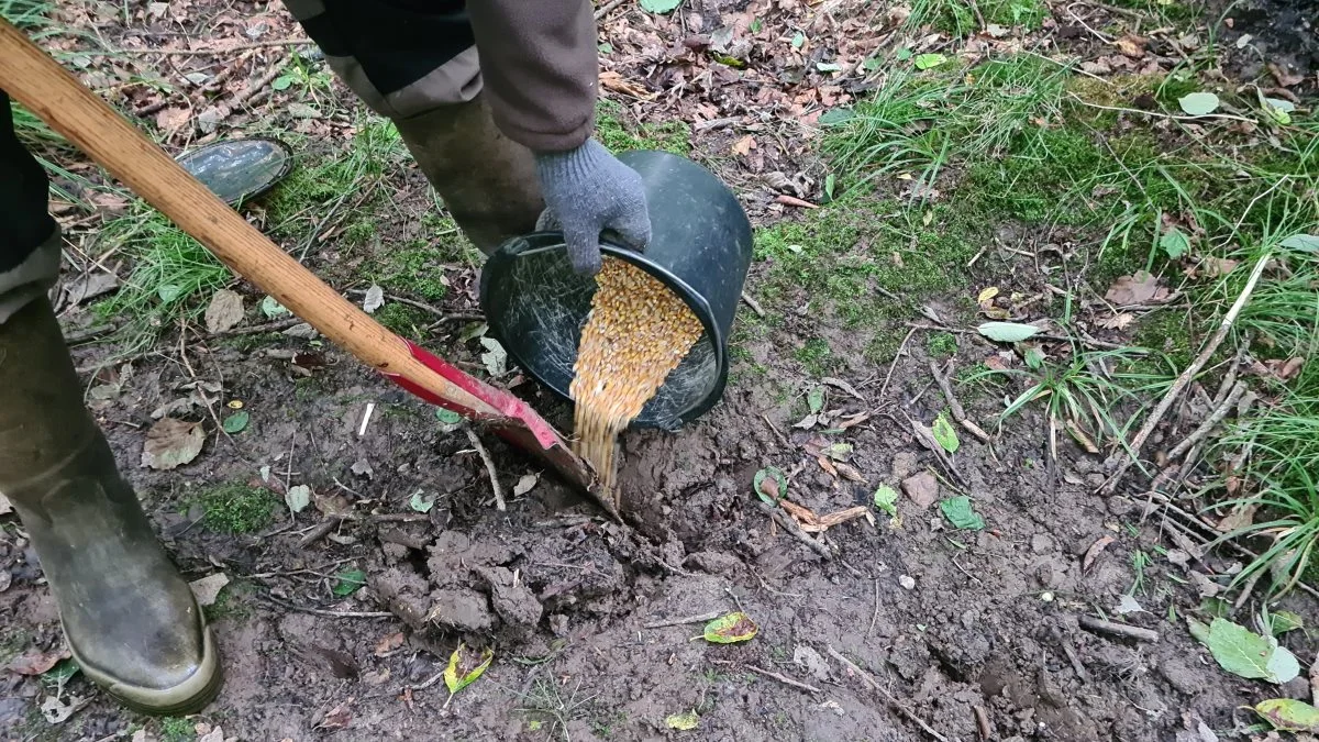 Majsen skal graves ned i jorden, for hvis ikke, kommer der fugle og æder kornene, fortæller Morten Hansen fra Naturstyrelsen. 

