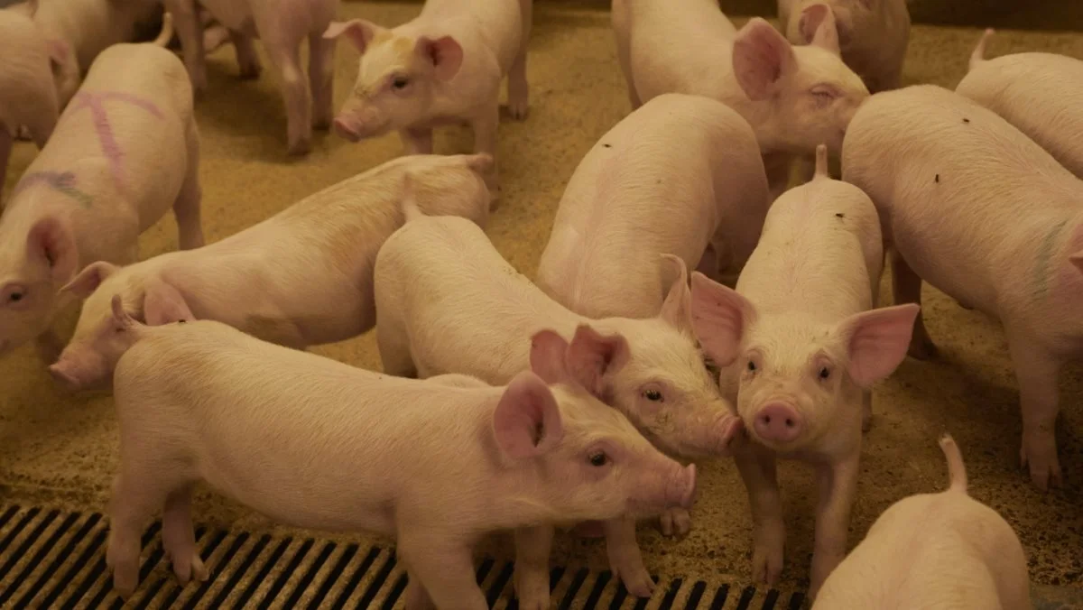 Leverandører af slagtesvin til Danish Crown kan fortsat forvente at få 8,90 kroner pr. kg for slagtesvin i vægtklassen 72 til 96,9 kg i uge 35. Foto: Tenna Bang