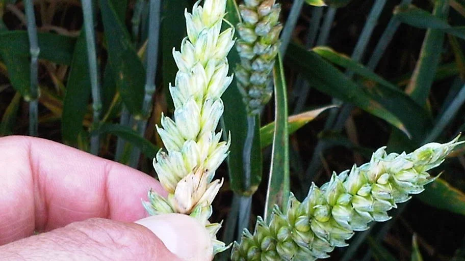 Svampesygdomme i korn, her fusarium, kan i sidste ende resultere i, at der dannes toksiner i kornet - til skade for grisene i stalden. 