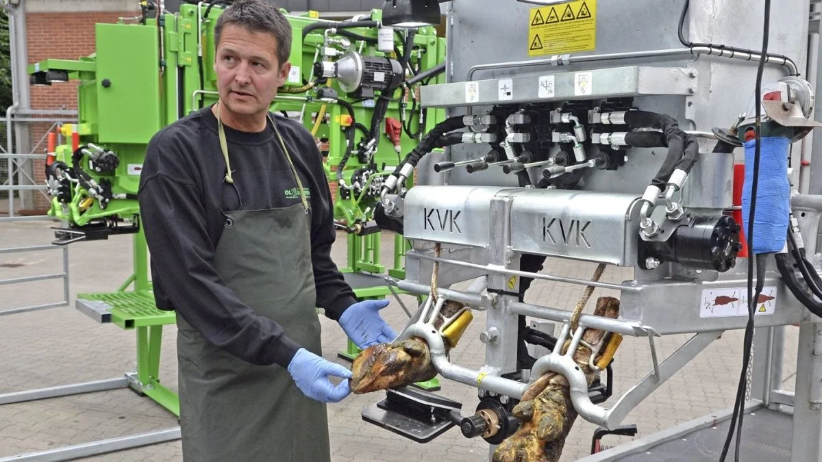 Klovbeskærer Ole Ebbesen viser, hvordan kloven skal behandles. Foto: Arkivfoto