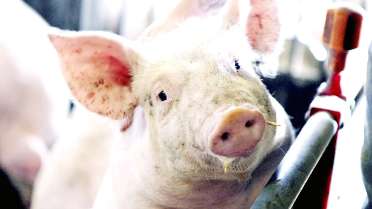 VEZG-smågrisenoteringen er uændret 25 euro, mens noteringen for 8-kilos grise er uændret 16,20 euro, oplyser Danske Svineproducenter. 
