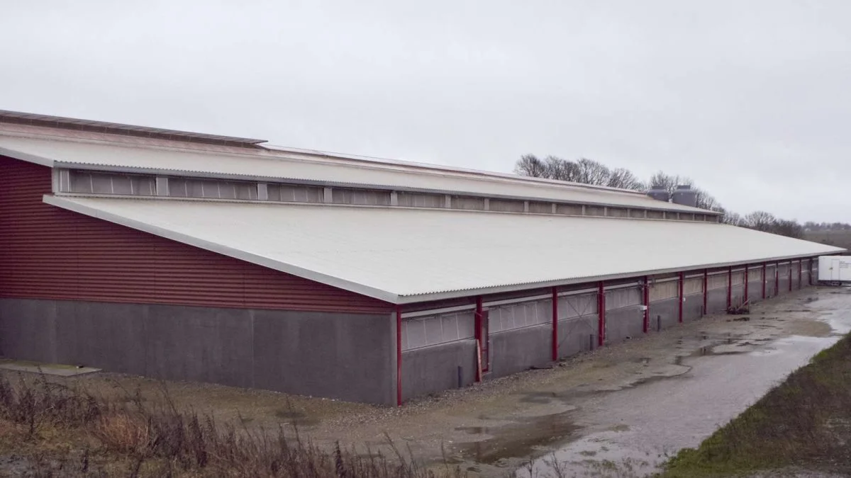 Der bliver mulighed for at se en rundbuestald, en panelstald og en AgriFarm-stald på studieturen den 28. og 29. september. Arkivfoto