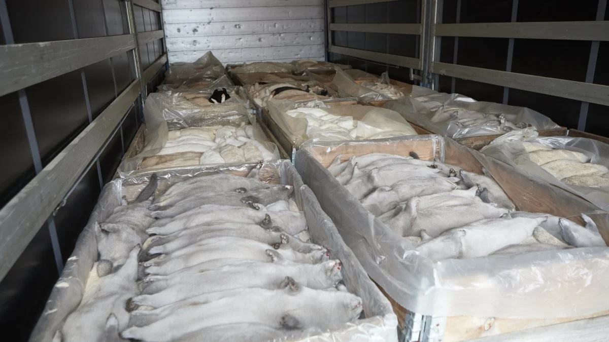Det er snart et år siden, der så sådan her ud på mange minkfarme i Danmark. Men trods nedslagtningen af alle mink i sidste efterår, er der lange udsigter til erstatning til dem, der blev tvunget til at lukke deres minkfarme. Foto: Erik Hansen