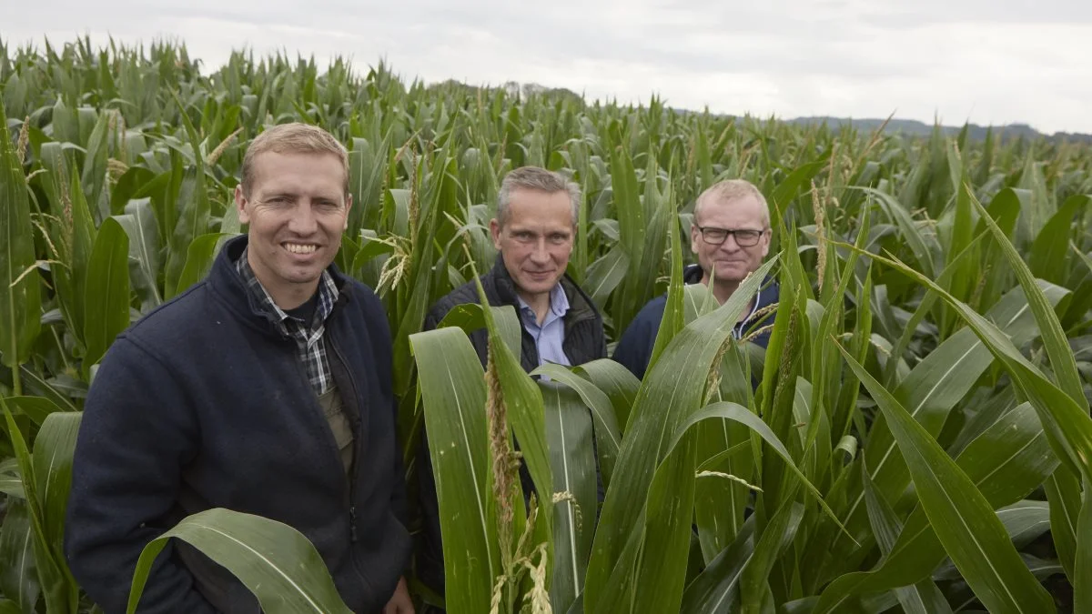 I de 21 majssortsforsøg, som vises frem ved grovfodermødet på torsdag, ses fra venstre gårdejer Jakob Eriksen Gelstedgaard, produktchef Ulrich Christiansen, DLG, og Velas-konsulent Anders Christiansen. Foto: Erik Hansen