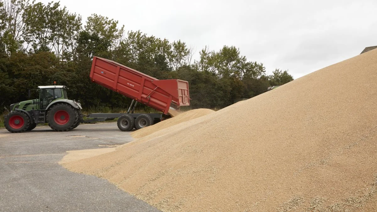 Årets fynske høst er overstået, med et middeludbytte som resultat. Billedet er fra en af årets sidste hektiske høstdage på Danish Agro i Otterup.