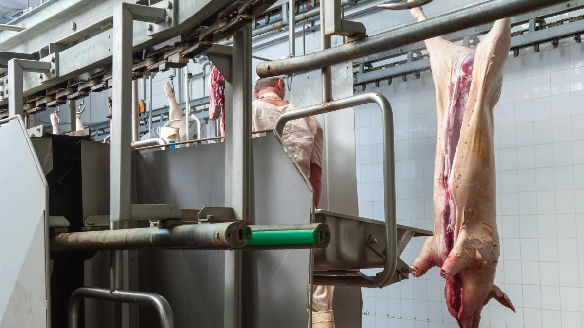 Kinas svineproduktion stiger i år, men til næste år vil den falde og importen af grisekød stige ifølge en ny rapport fra det amerikanske landbrugsministerium USDA. 