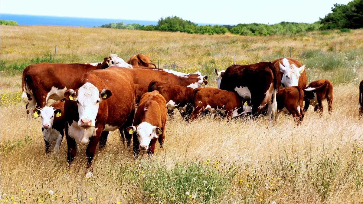 Loven om naturnationalparker styres centralt fra, og med indlagt dyremishandling er det et eksempel på virkelighedsfjernt DJØF-styre, skriver naturplejeren Ulf Nielsen i sit læserbrev.