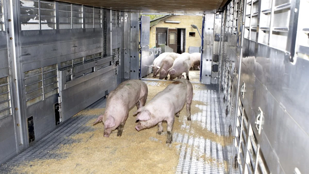 Noteringen fra Danish Crown lyder på 8,70 kroner pr. kg fra på mandag. 