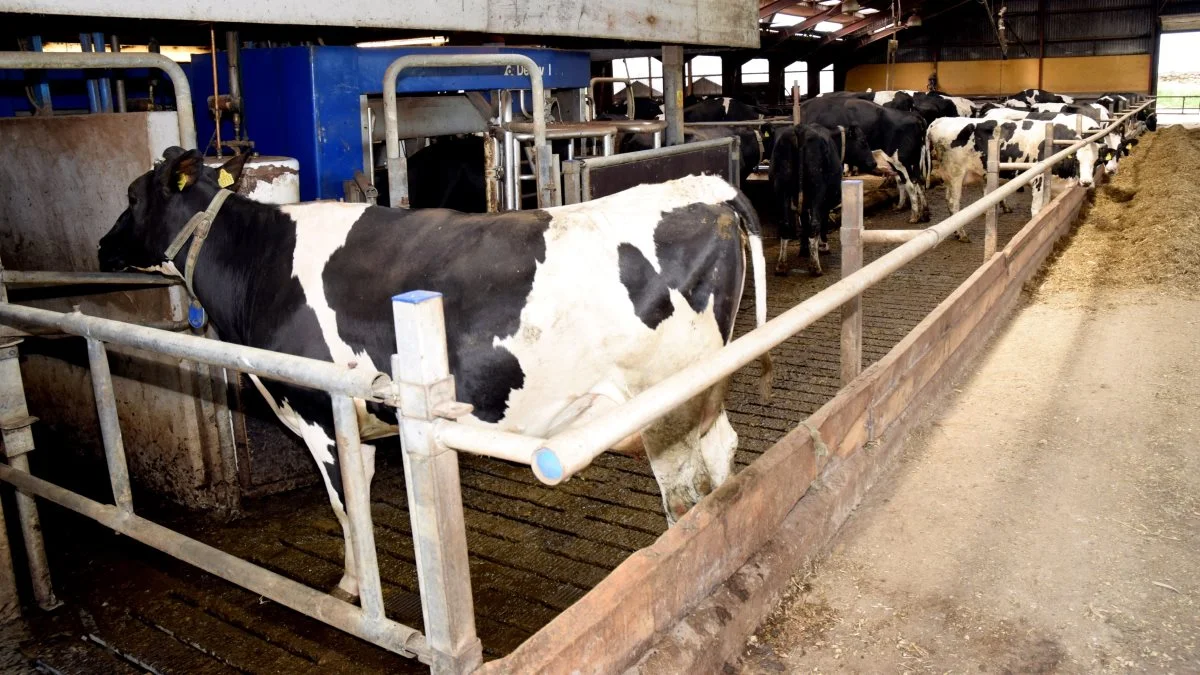 Et projekt skal udrede, om danske køer kan udlede mindre metan, kvælstof og fosfor ved at avle på de mest klimavenlige køer og forbedre arbejdsgange og rutiner, herunder fodringsstrategier og foderemner. Arkivfoto