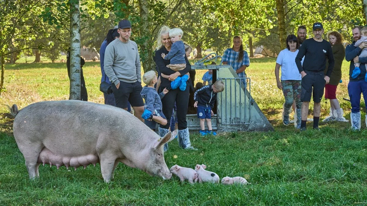 Sofari hos Brian Holm, Brørup.
