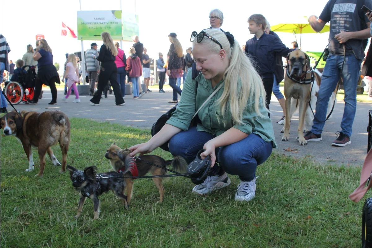 Københavneren Freja Alsøe Lillelund med hendes to små chihuahuaer, Otto og Karla, der ikke fylder meget i sammenligning med den grand danois, der ses i baggrunden. Foto: Jesper Hallgren 