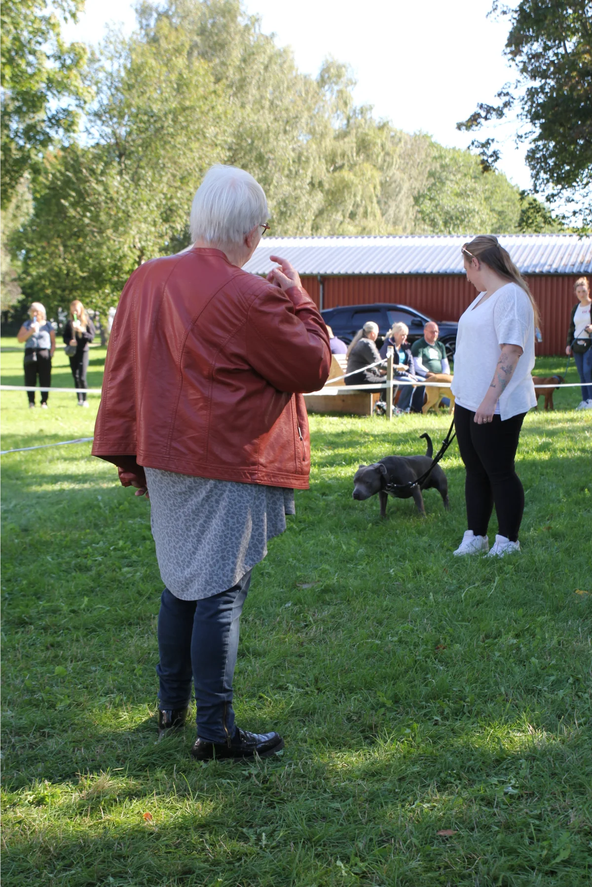 Kristina Saskow fra Roskilde får bedømt hendes staffordshire bull terrier, Davey, som her træder af på naturens vegne. Foto: Jesper Hallgren 