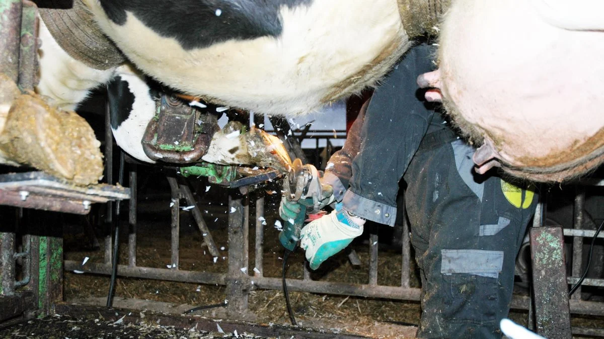 Gode klovregistreringer er ifølge Peter Raundal, specialkonsulent, Seges, første step i at reducere tilfældene af digital dermatitis i besætningen. Arkivfoto.