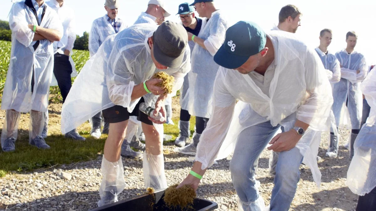 Goldkofoder presset og pakket ind i plastik, var en af nyhederne på årets Grovfoderekskursion i går. Her vurderes indholdet. Close-Up-foder, som består af majsensilage, halm, raps, mineraler og vand. Foto: Tenna Bang