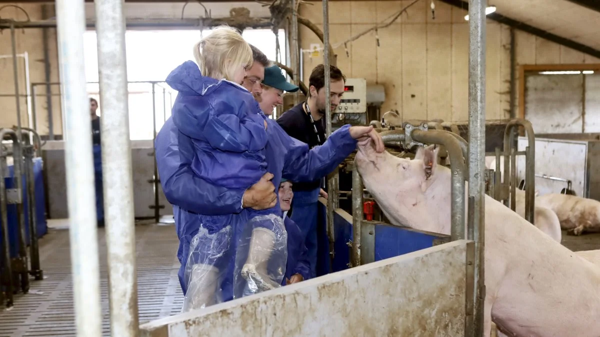 Seges Svineproduktion har udarbejdet en ny vejledning for besøgende i svinestaldene. Det anbefales her, at besøg kun lægges uden for influenzasæsonen, og at gæster ikke rør ved grisene. Arkivfoto: Erik Hansen