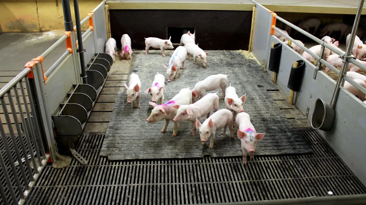 Foderprisen kan stige mere, eller noteringen falde yderligere, før afkastet ved at producere restgrisene forsvinder, vurderer en svinekonsulent. Arkivfoto