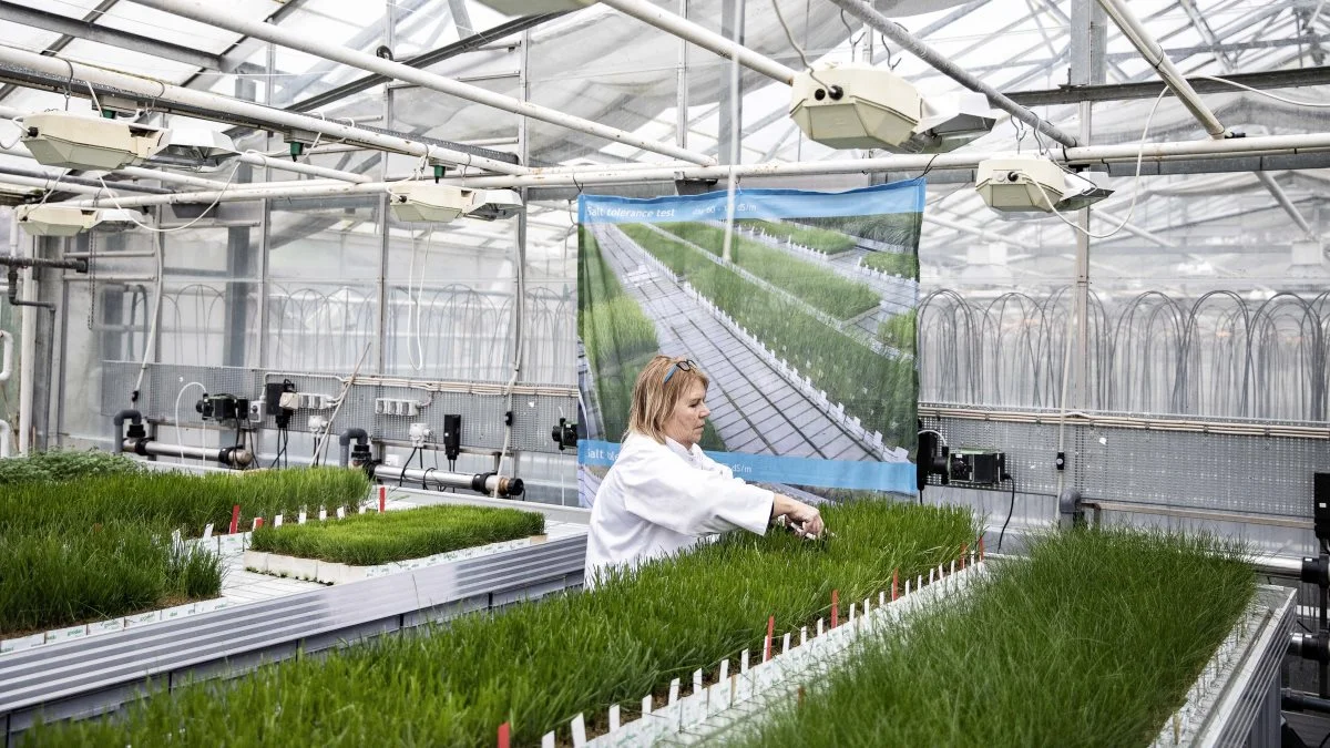 DLF's frølaboratorium i Roskilde. Foto: Food Nation.