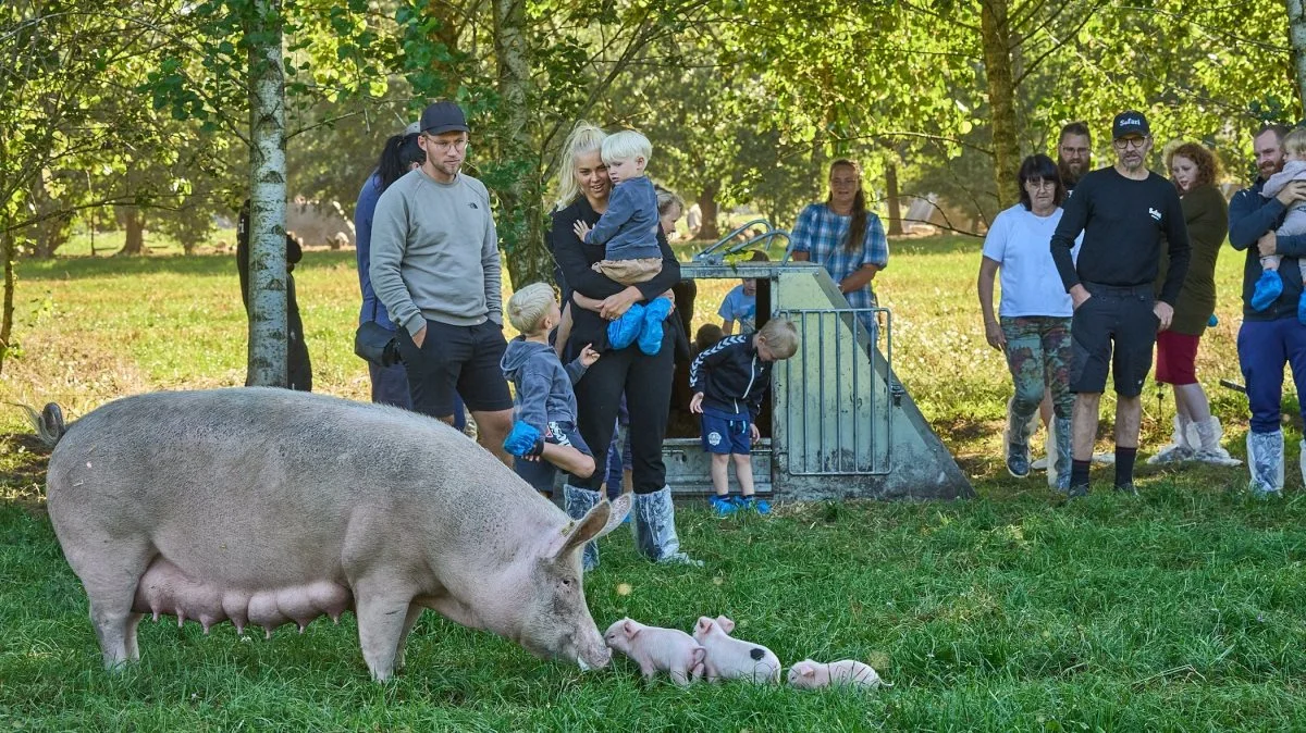 Stor interesse for at se på de økologiske grise, som her hos Brian Holm ved Brørup.