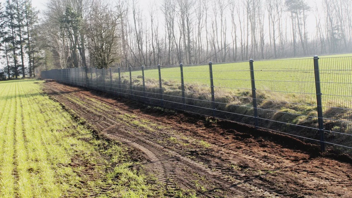 Hegnet ved den sønderjyske grænse til Tyskland blev sat op i 2018 for at holde vildsvin ud af Danmark. Arkivfoto.