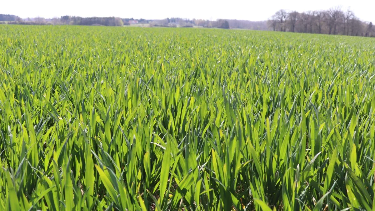 Univoq har klaret sig godt mod Septoria i forsøgene i hvede og er på niveau med Balaya. 