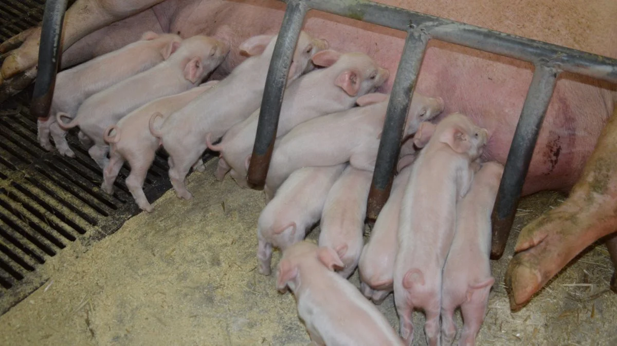 - Det hele handler om at gøre grisen så stærk, robust og sund til fravænning som muligt, hvilket starter med råmælken, lyder budskabet i et nyhedsbrev fra LVK Svinedyrlægerne. Arkivfoto: Camilla Bønløkke