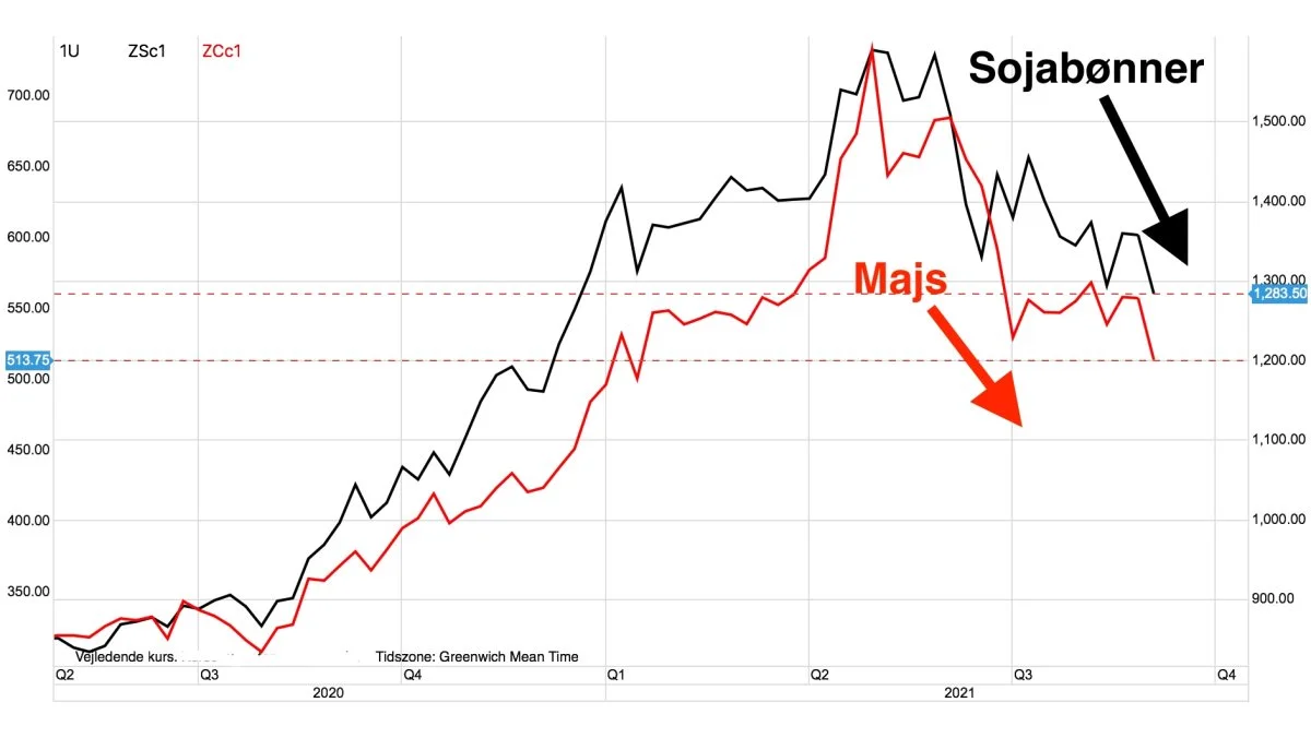 Ugegraf: CBOT Sojabønner vs. Majs i US-cent pr. bushel.
Prisen for sojabønner er gået ned med 23 procent siden maj måned. I samme periode har prisen for majs oplevet et fald på godt 30 procent.