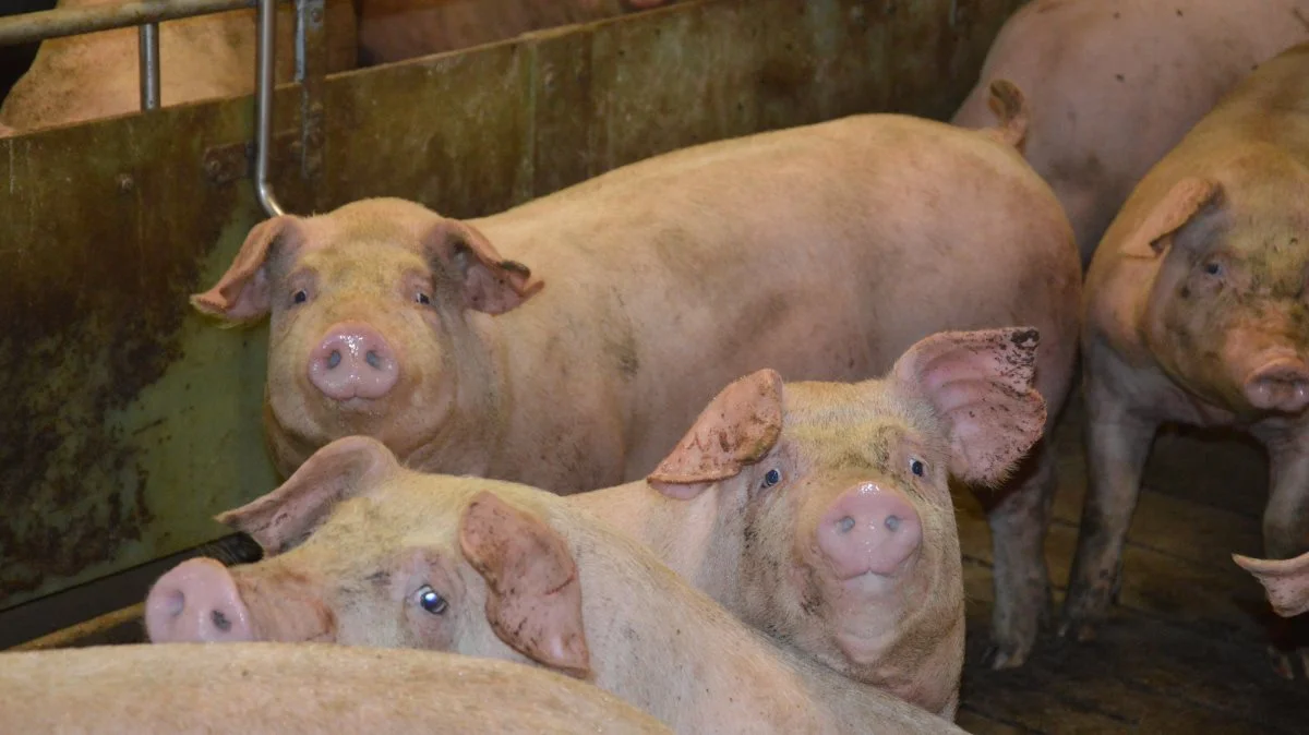 En ny Seges-afprøvning viser, at besætninger med god foderudnyttelse vil kunne opnå en højere produktionsværdi ved at hæve aminosyrekoncentrationen i foderet i forhold til et aminosyre- og
proteinniveau svarende fra cirka 7,7 til 9,0 gram fordøjeligt lysin pr. foderenhed. Arkivfoto: Camilla Bønløkke

