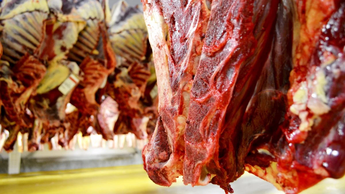 Noteringen for hundyr over 16 måneder stiger med 30 øre hos Danish Crown Beef.