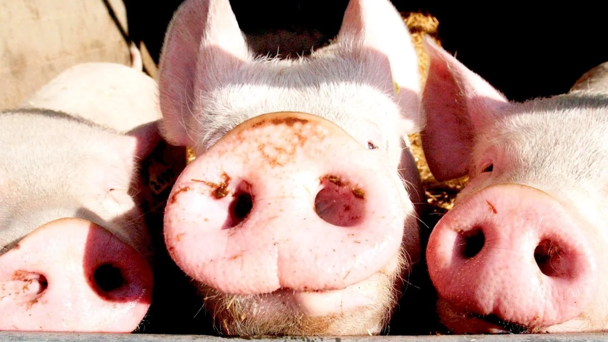 Det vil ikke være muligt at skaffe nok hjemmedyrket soja til landbrugssektoren i Storbritannien. Derfor er jagten gået ind på lokale alternative protein-kilder. Foto: Colourbox.