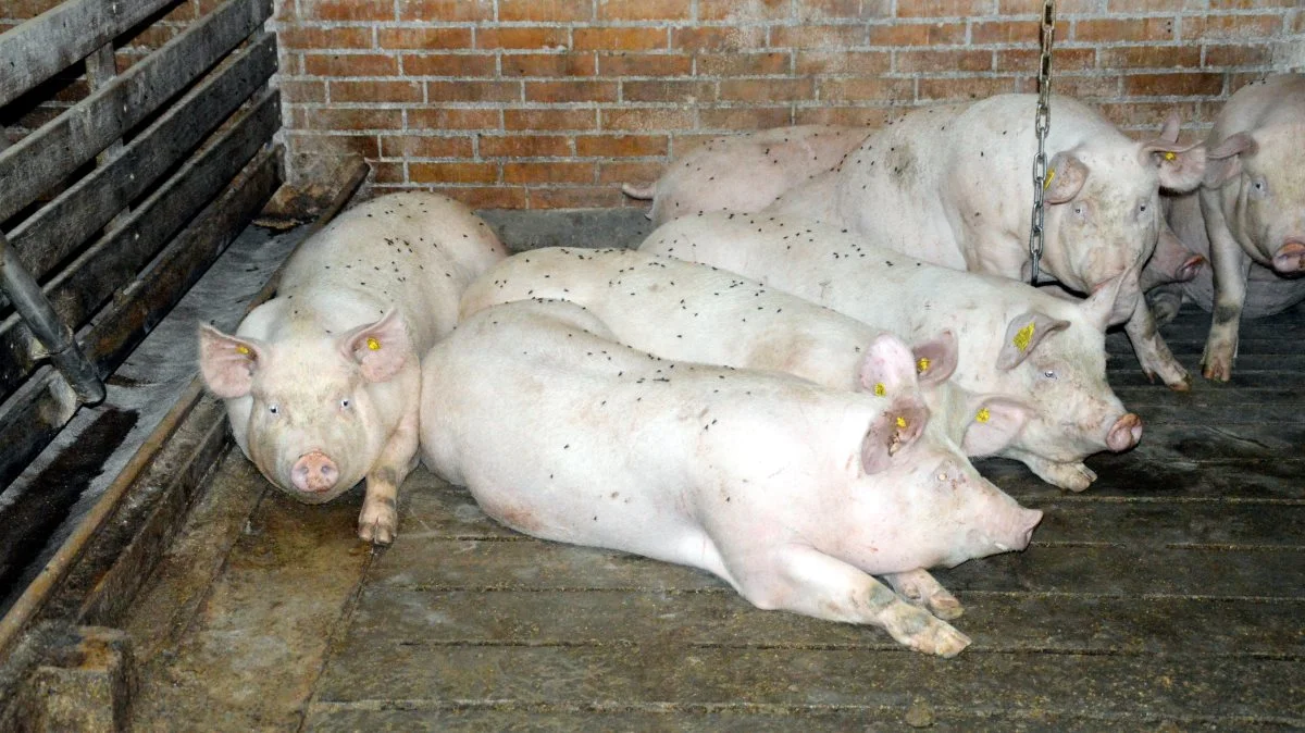 Det er blandt andet vigtigt at holde staldforholdene i orden i poltestaldene, da dyrene særligt i disse staldafsnit går der i lang tid. Sådan lyder det i nyhedsbrevet Svinenyt fra svinekonsulent Rasmus Andresen fra SvineRådgivningen. Arkivfoto: Camilla Bønløkke

