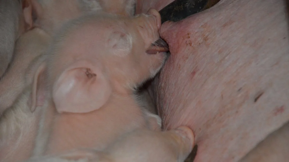 Immunitet via råmælken er afgørende, men hvis grisen fødes så lille og svag, at den ikke når frem til mælkebaren, er overlevelsen nær ved umulig. Arkivfoto: Camilla Bønløkke