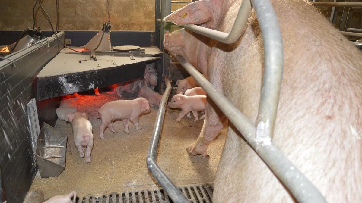 Ifølge dyrlæge Else Marie Overlund Andersen fra LVK, kommer maksimalt niveau af IgG i colostrum blandt andet af korrekt vaccination i soholdet. Arkivfoto: Camilla Bønløkke