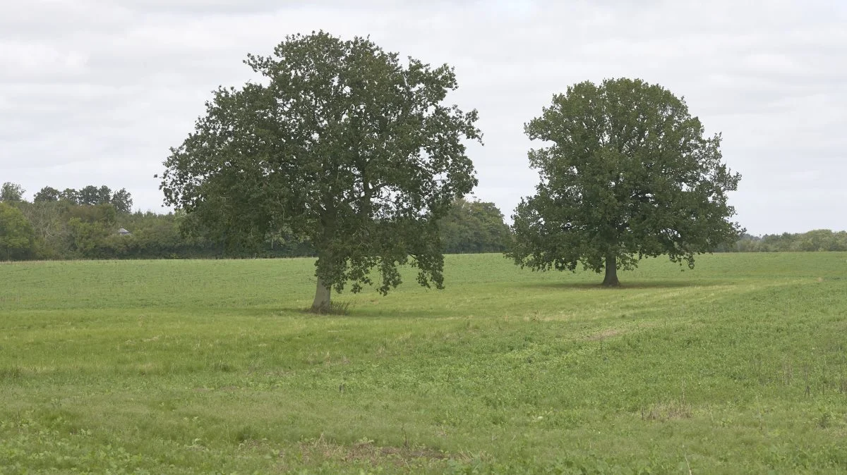 De gamle træer på herregårdsmarken fungerer som biotop med brak i randzonerne mellem træerne.

