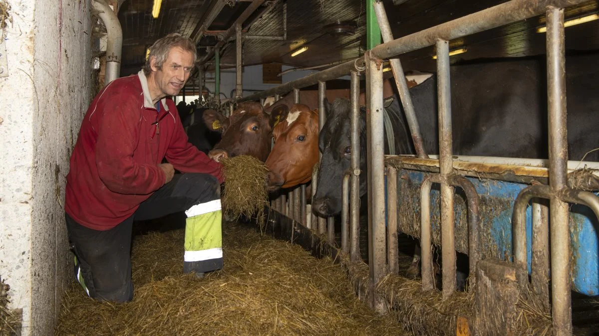 John Helde fremhæver det reducerede spild ved One2Feeds cutter. - Den snitter jævnt, groft og småt, så køerne ikke roder så meget foder ind på gangarealet, hvor det går tabt og medfører tidsforbrug på oprydning, siger den norske landmand. Fotos: Roger Brendhagen