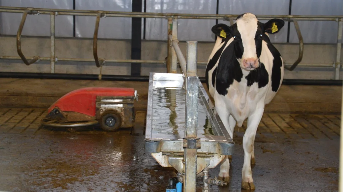 Den 1. september 2020 kunne ungdyrene på Sønderskovgård flytte i nye rammer.