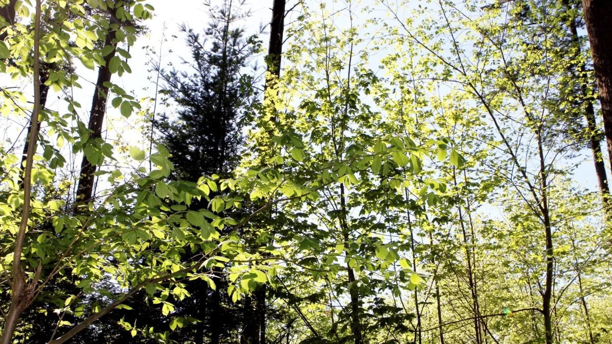 En skov på cirka 260 hektar ved Højby og Lindved er planlagt til beskyttelse af et drikkevandsområde. Arkivfoto