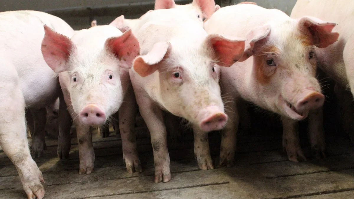 Den animalske produktion er ikke effektiv og optager alt for meget plads. Vi
skal som minimum halvere vores husdyrproduktion i 2030, mener Frie Grønne, som har præsenteret nyt landbrugsudspil.