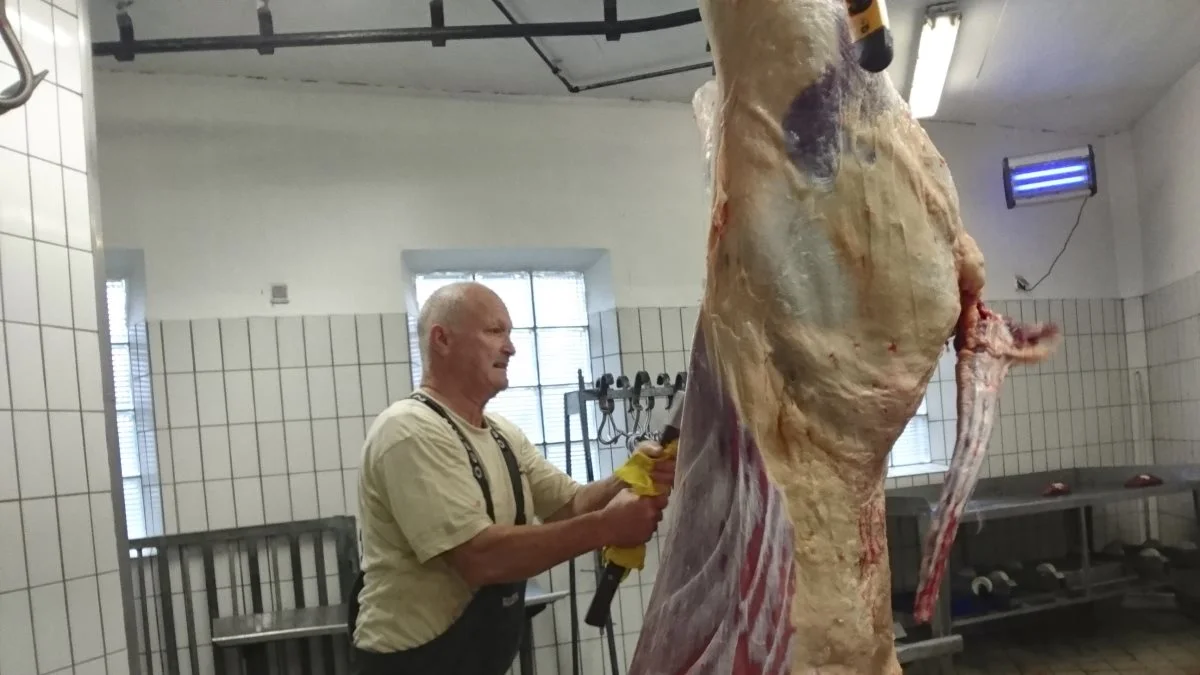 Godt gammeldags slagterhåndværk med slagteøkse, her hvor slagter Knud Vest flækker ryggen på et nyslagtet kreatur. Foto: Gudme Slagteri