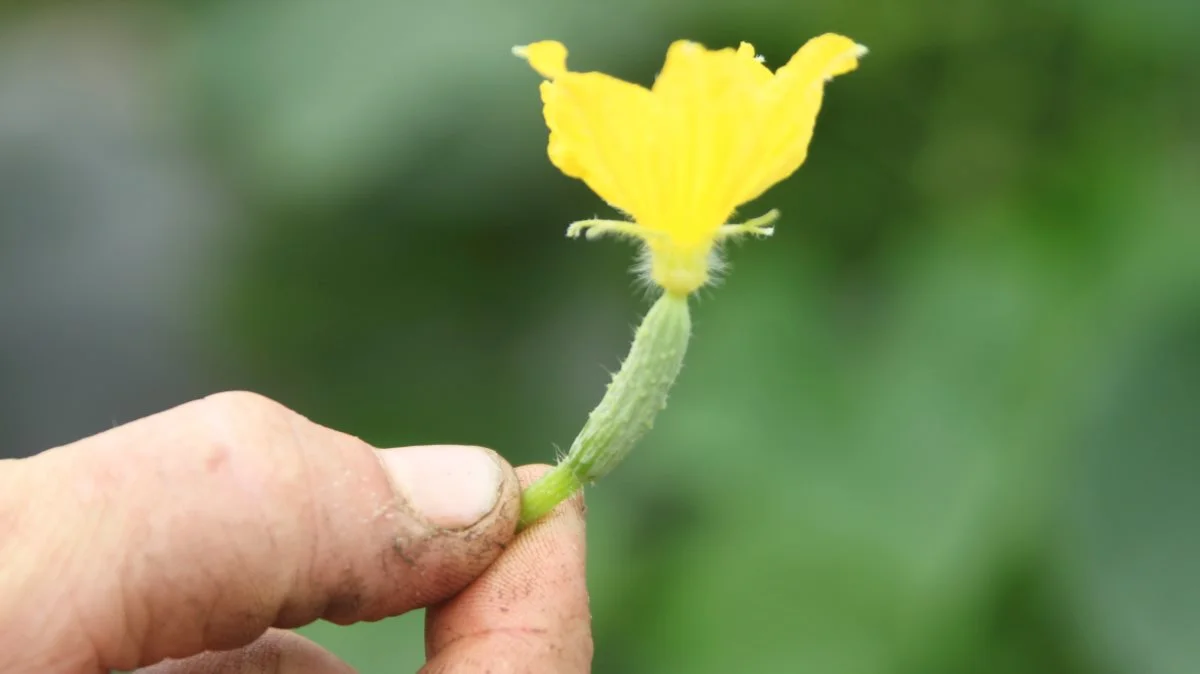 En miniagurk med blomst, som sælges til Noma. Foto: Jørgen P. Jensen