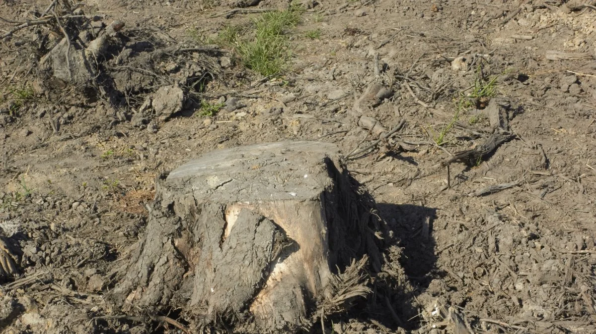 Jorden er blevet efterladt med store rødder og halve og hele stubbe, trods Karsten Klitø står med en kontrakt, som foreskriver, at jorden skal efterlades, så den er klar til at pløje.