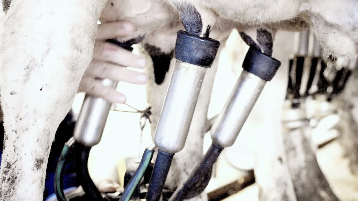 Sidste år var afkastningsgraden i mælkeproduktionen på 3,4 procent. Arkivfoto