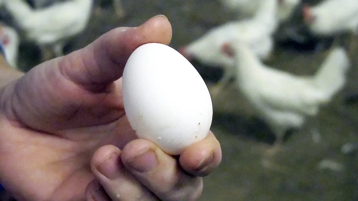 Ægproducenter har et problem med, at høner får brud på brystbenet. Ny rapport dokumenterede for nylig omfanget af problemet. Det har fået både politikere og detailhandel til at reagere. Foto: Camilla Bønløkke