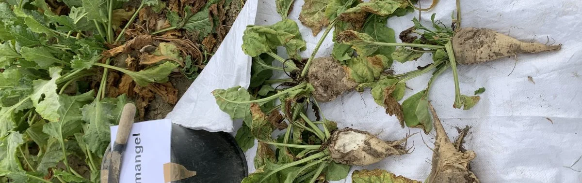 Da gødningerne ikke længere indeholder bor, begynder bormangel nu at ses lidt flere steder, hvor man glemmer at udsprøjte bor. Her har Finn Sørensen, Nordic Sugar, samlet en rækker roeplanter med begyndende bormangel. 